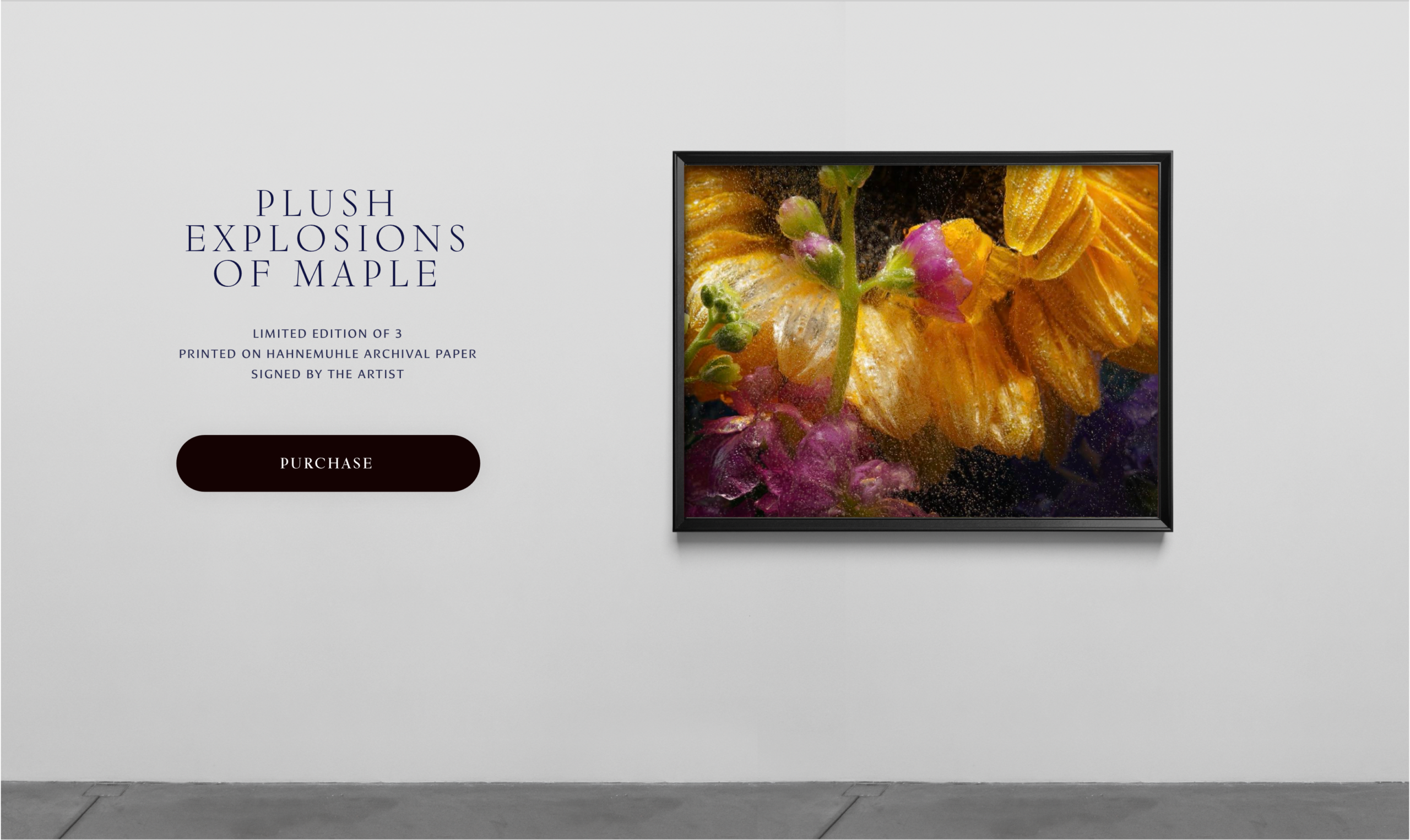Screenshot of a webpage “EXPLOSIONS OF MAPLE” LIMITED EDITION OF 3 “PRINTED ON HAHNEMUHLE ARCHIVAL PAPER SIGNED BY THE ARTIST” There is a framed picture of the art A button invites you to “purchase”