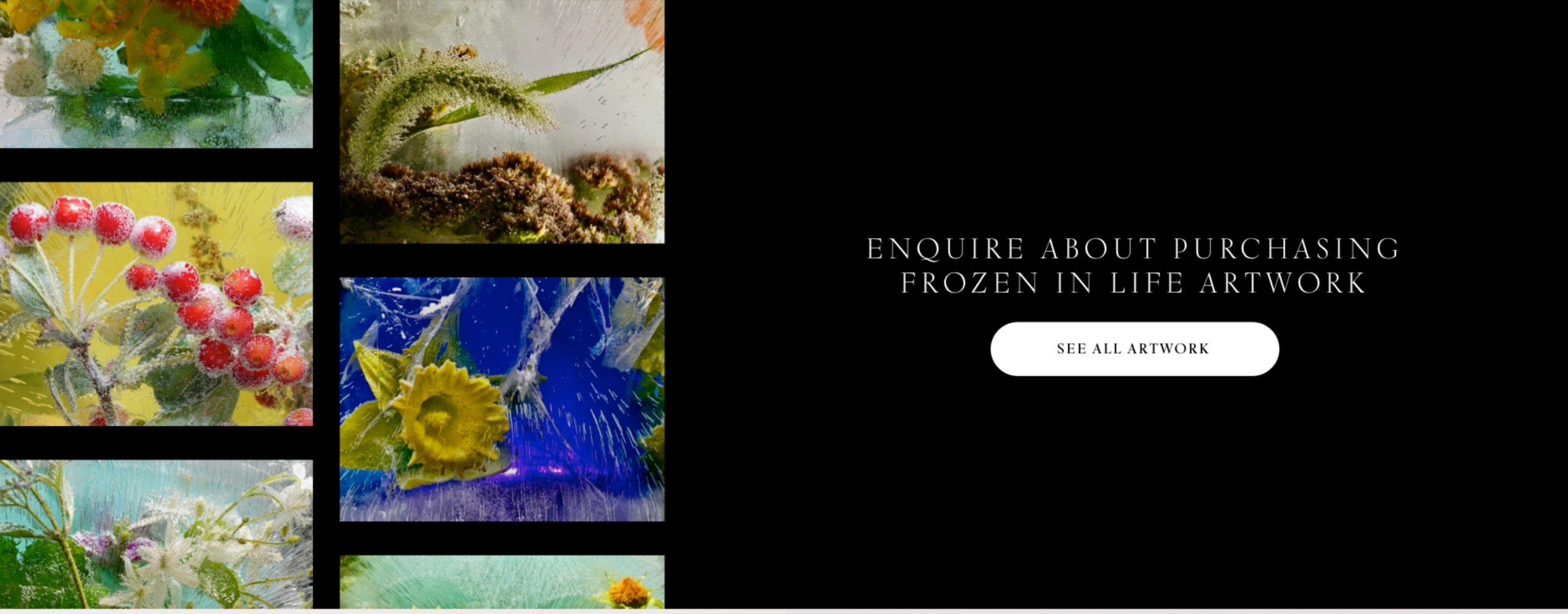 Two columns of rows of pictures of Anna’s work feature on the left-hand side of the image of a black background which states “Enquire about purchasing Frozen life artwork” with a white button “See all artwork”.